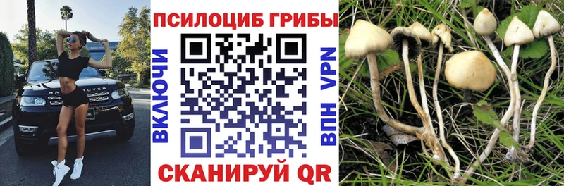Псилоцибиновые грибы Cubensis  Купить  Енисейск 
