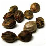 Семена марихуаны АК-47  (Seeds AK-47) в Енисейске